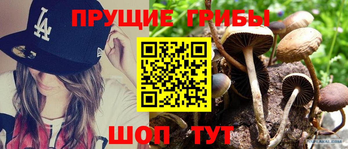 Галлюциногенные грибы Psilocybe  Вход с VPN  Ивантеевка 